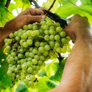 È iniziata la vendemmia nei vigneti di Piccolo Podere San Martino. Queste uve vengono rigorosamente raccolte da mani sapienti in giornate che si riempiono di emozioni.

#vineyard #grapes #wine #prosecco #sparklingwine