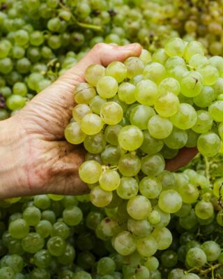 Finita la vendemmia, cadono le foglie. Rimane il vino: in ricordo dei grappoli che si trasformano in opere.

#grapes #wine #prosecco #glera #nature #hand