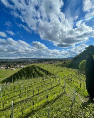 Vino, cultura e viticoltura. Tra le terre del Conegliano Valdobbiadene dove il Prosecco diventa Superiore. Qui i vigneti di Piccolo Podere San Martino della zona di Farra di Soligo.

#vineyard #land #nature #sky #wine #prosecco