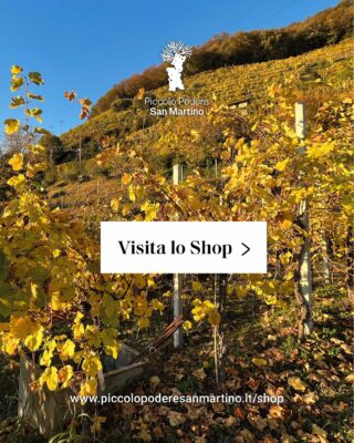 Scopri il nuovo Shop e acquista ora i nostri prodotti online. Troverai una selezione di Spumanti e Prosecco tutta da gustare!

Visita il sito:
www.piccolopoderesanmartino.it/shop

#prosecco #superiore #docg #shop