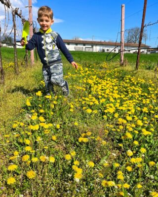 👦🏼 Ma Papà a cosa servono questi fiori gialli? 🌼

🧔🏻‍♂️ Sai Martino, questi sono fiori di Tarassaco. Questi fiori gialli sono spesso visti come infestanti, ma in realtà sono una risorsa preziosa per i vigneti.

👦🏼 Davvero Papà?

🧔🏻‍♂️ Eh si, il tarassaco è un'importante fonte di cibo per le api, Martino, svolgono un ruolo fondamentale nella polinizzazione delle viti. Poi le radici del Tarassaco aiutano a migliorare la struttura del suolo 🪨, favorendo la crescita delle viti 🌱
Per questo motivo, molti viticoltori 👨🏻‍🌾 stanno adottando pratiche di gestione agricola sostenibile che favoriscono la presenza di questi fiori nei loro vigneti.

Guarda che bella l'apina che sta volando sul fiore 🐝

#vigneti #glera #martino #natura #fiori #piccolopoderesanmartino