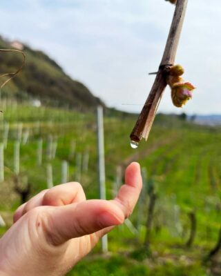 Il mio Papà 🧔🏻 oggi mi ha detto perchè le viti piangono💧, te lo sapevi perché? Perché è il segno del risveglio della pianta di vite 🍇 che ci dice che arriva la bella stagione (ma io lo sapevo già perché c'è il sole ☀️). Comunque il papà mi ha detto che succede tra marzo e aprile, perché fra poco c'è la fase di germogliamento della vite 👨‍👦❤️

#piccolopoderesanmartino #martino #pianto #viti #prosecco #docg