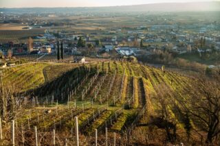 Farra di Soligo, un tesoro nascosto tra le dolci colline del Veneto.

Qui, ogni bottiglia di Prosecco DOCG racconta la storia del nostro territorio, delle sue radici e della sua cultura. La nostra passione per la viticoltura si riflette nei nostri vini, prodotti con uve selezionate con cura e con una vinificazione attenta e rispettosa della natura 🌱

Farra di Soligo è un luogo unico, caratterizzato da un clima mite e da terreni fertili, ideali per la coltivazione delle viti 🍇. Ogni sorso dei nostri vini è un viaggio sensoriale tra le note fruttate e speziate che solo questo territorio sa offrire.

Vieni a scoprire la bellezza di Farra di Soligo e ad assaporare i nostri vini firmati Piccolo Podere San Martino. Troverai l'espressione più autentica della nostra terra e della nostra passione per la viticoltura. Ti aspettiamo nella nostra cantina, pronti a condividere con te la nostra storia e il nostro amore per il vino 🍾

#farradisoligo #viticoltura #territorio #passioneperilvino #uveselezionate #prosecco #tradizioneenologica #piccolopoderesanmartino #docg #winelovers #vinificazionenaturale #sostenibilità #italiainunbicchiere