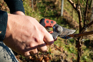 La potatura delle viti è un momento importante nella vita di un vigneto, soprattutto quando si coltivano le uve Glera per il Prosecco. Con la giusta tecnica, si può ottenere una produzione di uve di qualità superiore e di conseguenza un vino ancora più pregiato. E voi, avete mai assistito alla potatura delle uve del Prosecco? 🍾 

#prosecco #viticoltura #potatura #tradizione #vino