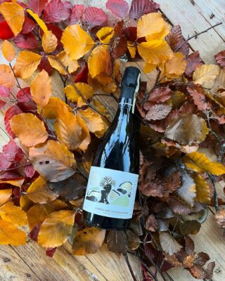 L'autunno è l'unica stagione che ci regala la sensazione di essere intrappolati in una tavolozza di colori. Giallo, arancione, rosso, verde, beige, marrone e bordeaux 🧑‍🎨🎨

#autumn #nature #prosecco #extradry #colours