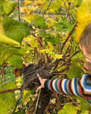 Oggi col mio papà 👨‍👦 ho scoperto un piccolo nido di dinosauro 🦖 qui sul vigneto. Secondo me è di un uccellino 🐣 ma papà dice che è di uno Pterodattilo🥚. Voi cosa dite?

#vigna #vineyard #prosecco #nature #bird