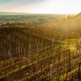 Un augurio di Buona Pasqua da tutto lo Staff di Piccolo Podere San Martino🕊

Ancora non avete pensato al vino da portare ai parenti?

Nessun problema, visitate il sito www.piccolopoderesanmartino.it/shop

Qui troverete le bottiglie giuste da portare alle vostre famiglie: Prosecco Superiore da abbinare per l'aperitivo del pranzo di pasqua o ad un dessert, o per pasquetta con i vostri più cari amici! 🥂

#prosecco #superiore #docg #farradisoligo #veneto #winelover