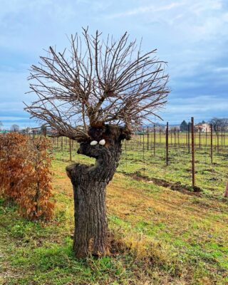 Piccolo Podere San Martino, dove la nostra cantina è protetta dall'iconico albero di gelso. Oltre a fornire un'ombra rinfrescante ai nostri vigneti nel periodo estivo, questo maestoso albero è diventato il simbolo della nostra passione per la viticoltura. Il suo ruolo di guardiano dei nostri vigneti ci ispira a preservare e coltivare le nostre viti con cura e dedizione, per garantire la migliore qualità nei nostri vini. Speriamo di potervi accogliervi presto nella nostra cantina per farvi degustare i frutti del nostro lavoro e godervi la vista di questo meraviglioso albero di gelso 🌳

#Piccolopoderesanmartino #alberodigelso #viticoltura #passioneperilvino